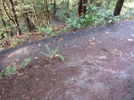 Roots and steep grade at switchback